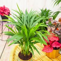 Арека-живой увлажнитель воздуха Dypsis lutescens-растение для дома