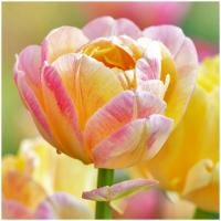 Тюльпан луковицы DOUBLE CHARMING LADY 5 шт.   Бесплатно