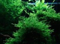 SPIKY MOSS Mech IN VITRO