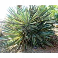Yucca gloriosa Variegata Юкка морозостойкая хорошая в 2-литровых
