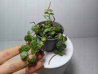 Палударийное растение Peperomia prostrata раритет