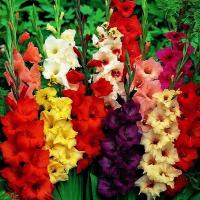 Gladiolus Mieczyk Mix 50 szt Rozmiar 10/12 Mieczyki cebulki mieczyków