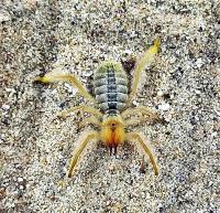 Galeodes deserti 2.5-3CM (SpidersForge)