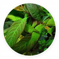 Hygrophila siamensis brown - sadzonka Planta Garden