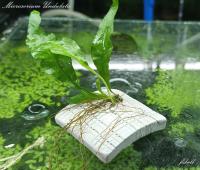 Microsorium Undulata piękna paproć od fibell