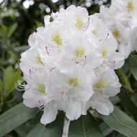 Różanecznik Rododendron 'Eskimo' OBFITE KWITNIENIE, INTENSYWNY KOLOR