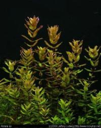 Rotala Macrandra Green mini typ 4 hodowla podwodna