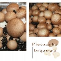 Pieczarka brązowa – zestaw do uprawy w domu/ grzybnia, torf