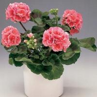 PELARGONIA RABATOWA ŁOSOŚ nasiona Ideał balkon i ogród