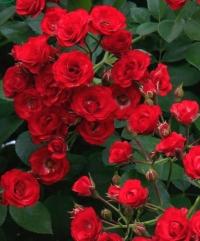 RÓŻA PNĄCA CZERWONA BALBO 723