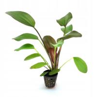 Echinodorus Saint Elmo`s Fire RARYTAS MEGA BORDO