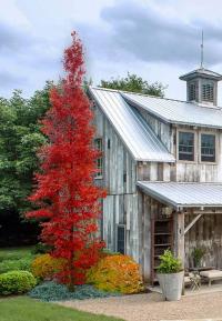Klon palmowy SILHOUETTE na ŻYWOPŁOT intensyw wybarwieniu KOLUMNOWY 70-90 cm