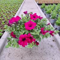 Petunia Hybrida Фиолетовый Балкон Подвесной Цветочный Горшок Цветущие Цветы Для Сада