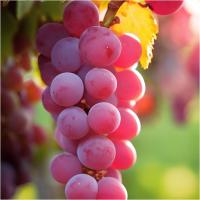 Winorośl LIDIA słodki RÓŻOWY deserowy ODPORNY sadzonka / sadzonki DONICZKA