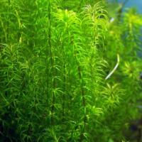 Egeria najas - RA koszyk XXL