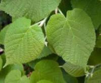 Липа широколистная Tilia platyphyllos-семена 50 штук-10г.