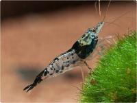 Креветка Carbon Rili akwa_fan