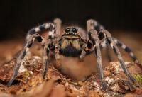 Lycosa tarantula l6/7