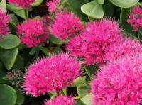 Очиток великолепный 'Brillant' (Sedum spectabile) P11