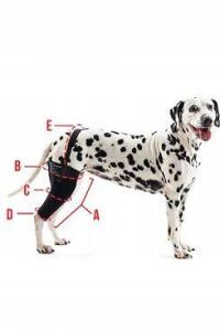 Bandaż Rehab na kolano dla psa KRUUSE XXL Lewa