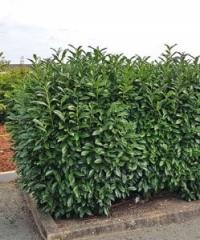 M быстрорастущий Восточный лавровый лес Novita идеально подходит для живых изгородей PRUNUS