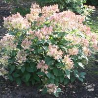 HORTENSJA EARLY HARRY NOWA ODMIANA O WCZESNYM I OBFITYM KWITNIENIU