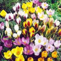 Крокус смесь микс 100 шт. Польские Луковицы!