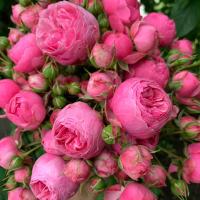 RÓŻA POMPONELLA RABATOWA PIĘKNA PEŁNE KWIATY ODPORNA SADZONKI RÓŻ