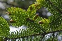 Ситкайская Ель 4-летний саженец Picea Sitchensis
