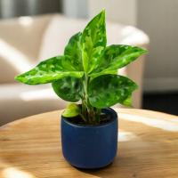 Aglaonema pictum TRICOLOR коллекционная грелка бесплатно D6cm