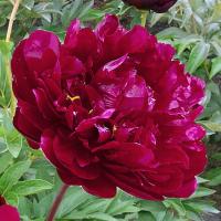 Paeonia китайский пион рассада Дубовая 1 шт.