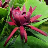 Джек o'lantern МУСКУСНАЯ САЖЕНЕЦ в Р9