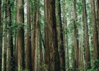 Фото обои для гостиной зеленый лес деревья 320x230 см