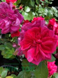 Róża wielokwiatowa Xenon R czerwona rabatowa Malinowy kolor Poliant