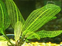 APONOGETON MADAGASCARIENSIS - MŁODA ROŚLINA z bulwą