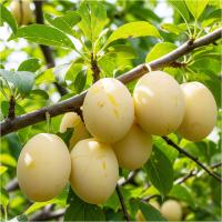 Слива Венгерская Белая Саженец Саженец Очень Старый И Сладкий