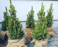 Picea glauca 