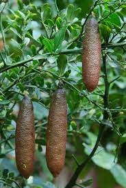 Finger lime cytrus kawior cytrusowy brązowe