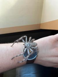 Holconia murrayensis l1/2