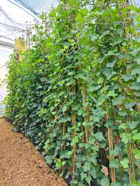 Ирландский плющ - Hedera helix Hibernica (выс. 170 см. С1, 5)