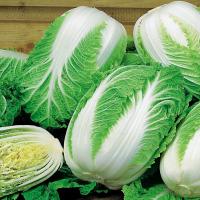 Kapusta Pekińska Bristol bardzo smaczna nasiona kapusty odporne