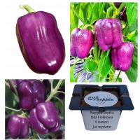 Сладкий перец фиолетовая Ода