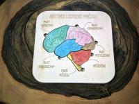 Budowa mózgu – anatomia człowieka