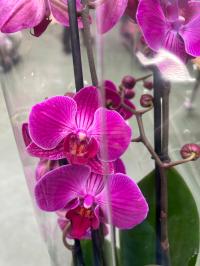 Орхидея JMP 2 побега 60 см свежая доставка