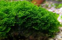 MINI PELIA RICCARDIA CHAMEDRYFOLIA - in vitro 5cm