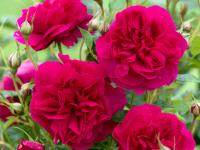 Róża parkowa czerwona Thomas A Becket sadzonki róż w doniczce P11 pachnąca