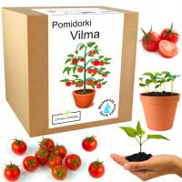 Набор для Выращивания Помидор вилма помидоры черри
