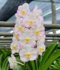 Орхидея Vandachostylis Crownfox Magic, Орхидея, Орхидея (13 Л)