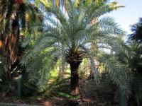 Phoenix Theophrasti palma mrozoodporna 20-30cm