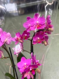 Орхидея живая JMP 40см 3 побега Multiflora flamingo